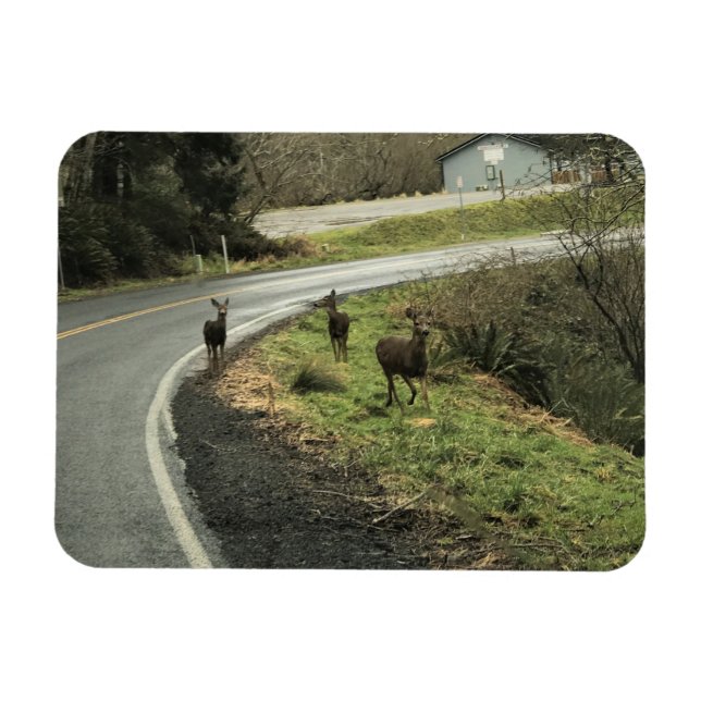 Hirsche auf der Straße, Cape Enttäuschung, WA Magnet (Horizontal)