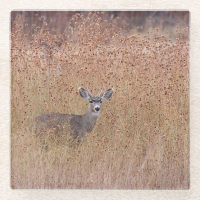 Hirsche auf der Wiese Glasuntersetzer (Vorderseite)