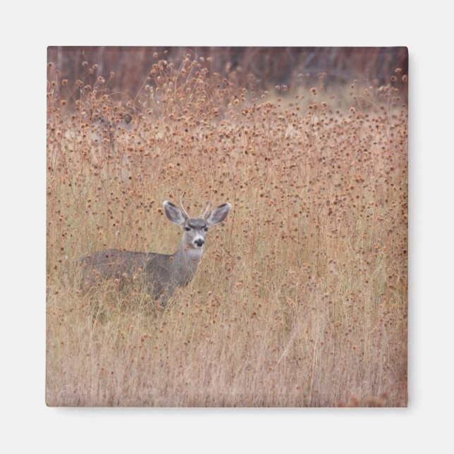 Hirsche auf der Wiese Magnet (Vorne)