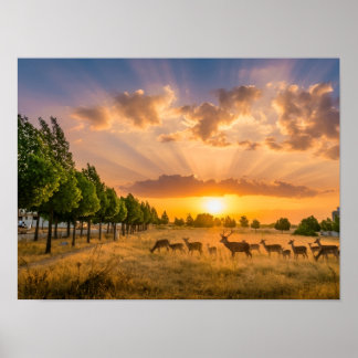 Hirsche bei goldenem Sonnenuntergang Poster - Wild