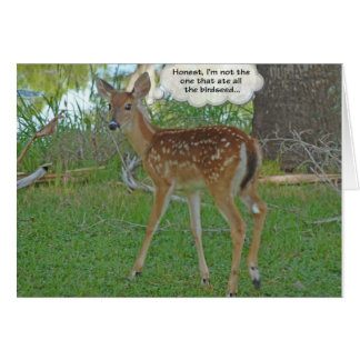 Hirsche, die über Vogelsamen nachdenken