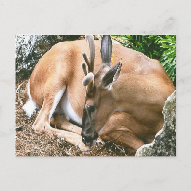 Hirsche Foto Postkarte (Vorderseite)