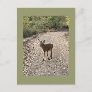 Hirsche Foto Postkarte