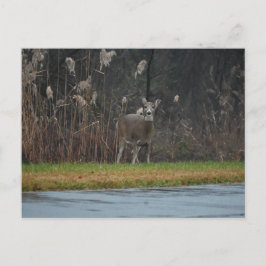 Hirsche Foto Postkarte