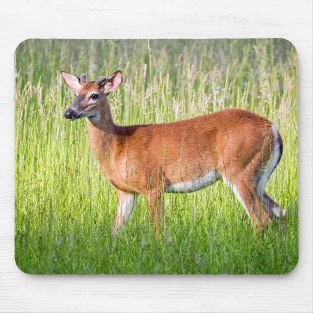 Hirsche im großen Gras Mousepad (Vorne)