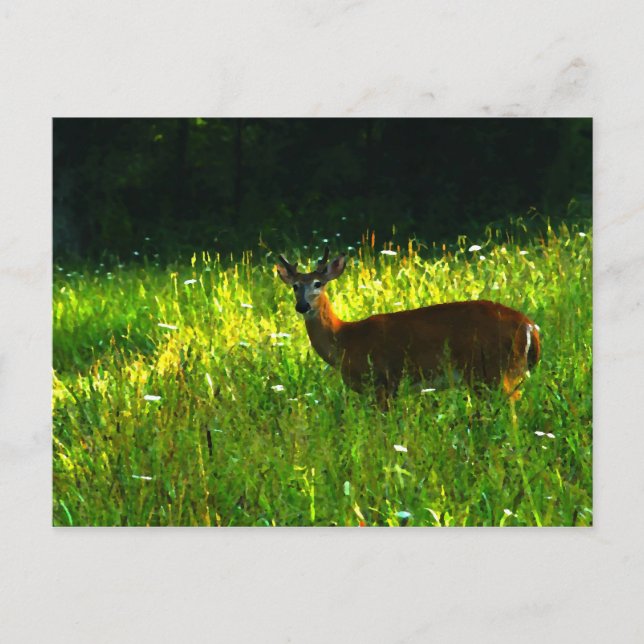 Hirsche im Morgenlicht Postkarte (Vorderseite)