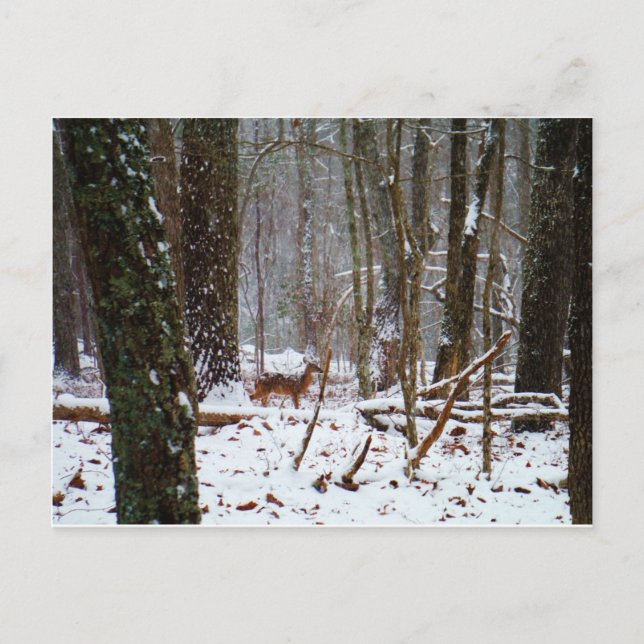 Hirsche im Schnee fallen Postkarte (Vorderseite)