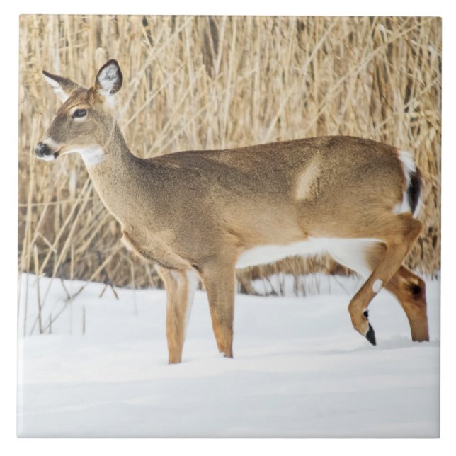 Hirsche im Schnee Fliese (Vorderseite)