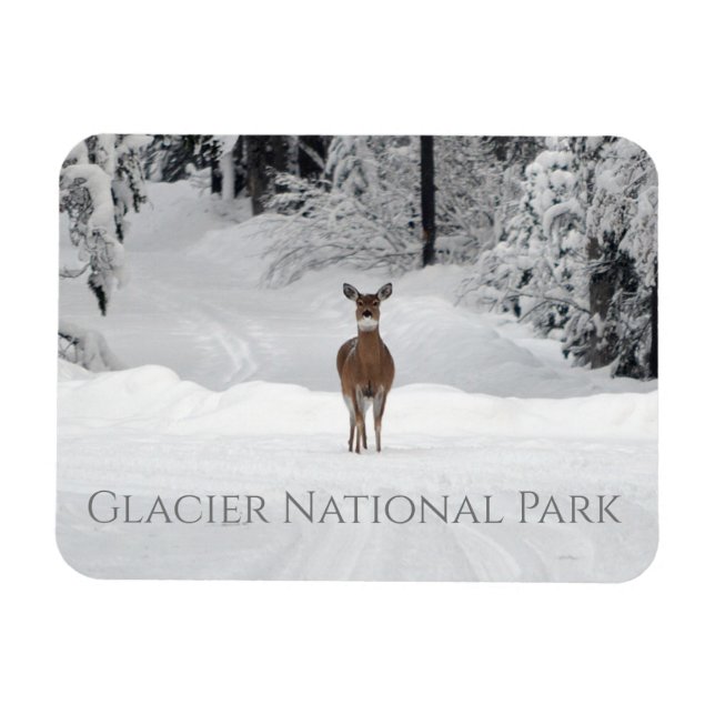 Hirsche im Schnee, Glacier National Park Magnet (Horizontal)