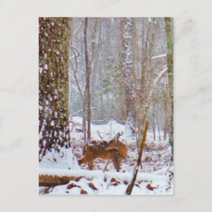 Hirsche im Schnee, lecken Bein Postkarte