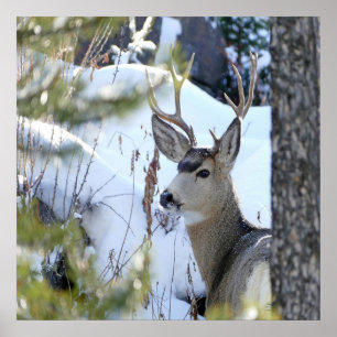 Hirsche im Schnee Poster