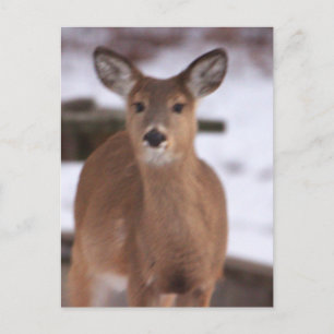 Hirsche im Schnee Postkarte