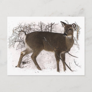 Hirsche im Schnee Postkarte