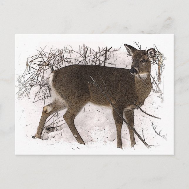 Hirsche im Schnee Postkarte (Vorderseite)