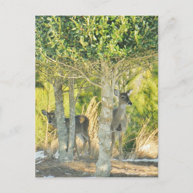 Hirsche im Schnee Postkarte (Vorderseite)