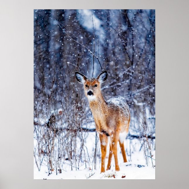 Hirsche im Schnee, Winterlandschaft Poster (Vorne)