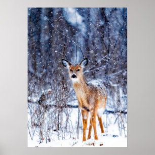 Hirsche im Schnee, Winterlandschaft Poster