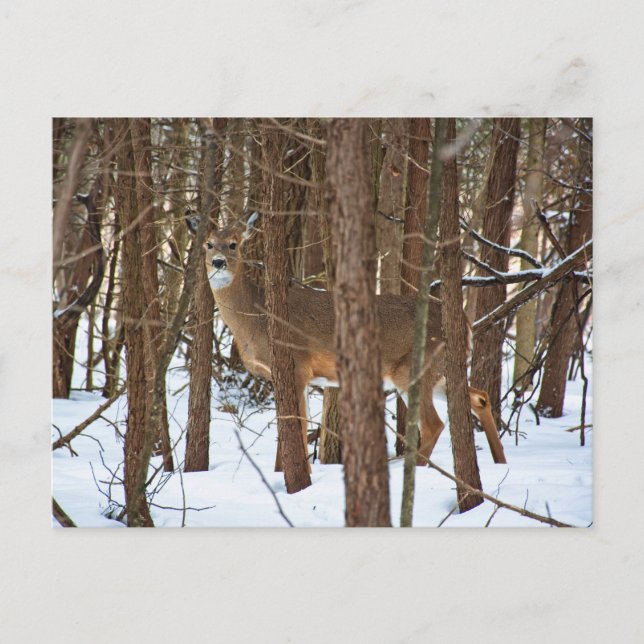 Hirsche im Wald im Winter Postkarte (Vorderseite)