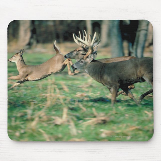 Hirsche im Wald Mousepad (Vorne)