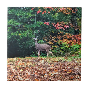 Hirsche im Wald, Oregon Fliese