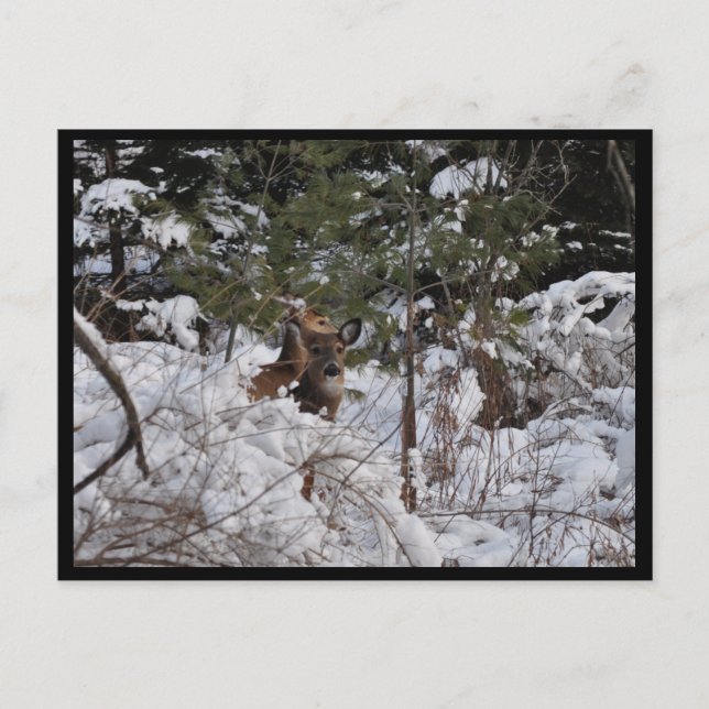 Hirsche im Wald Postkarte (Vorderseite)