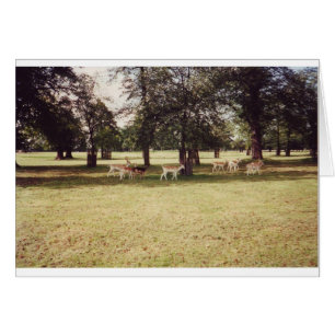 Hirsche in Richmond Park