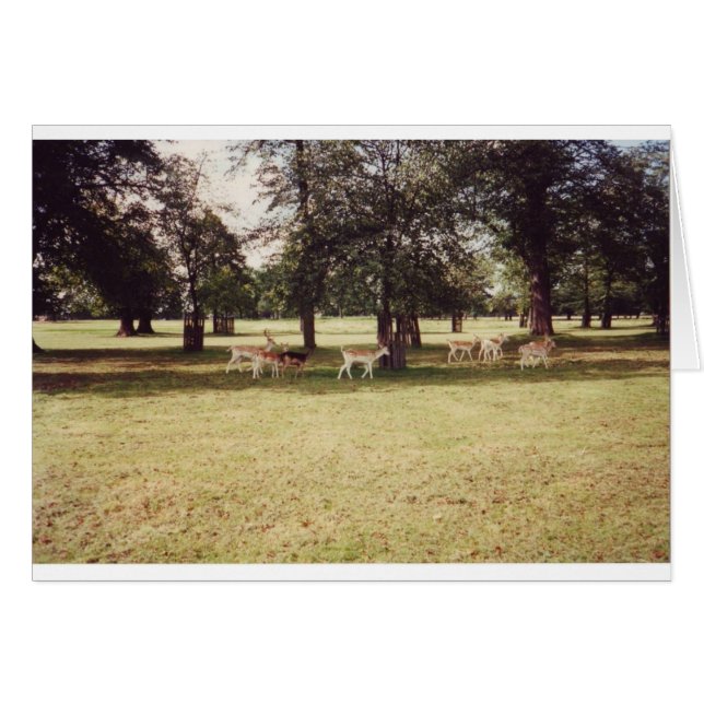 Hirsche in Richmond Park (Vorderseite (Horizontal))