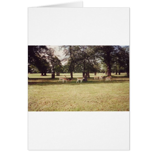 Hirsche in Richmond Park (Vorne)