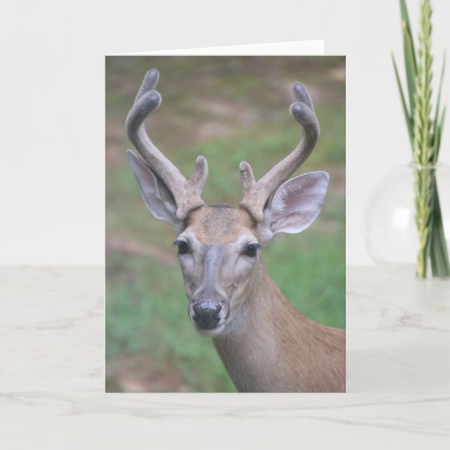 Hirsche mit Antlers Card Karte (Vorderseite)