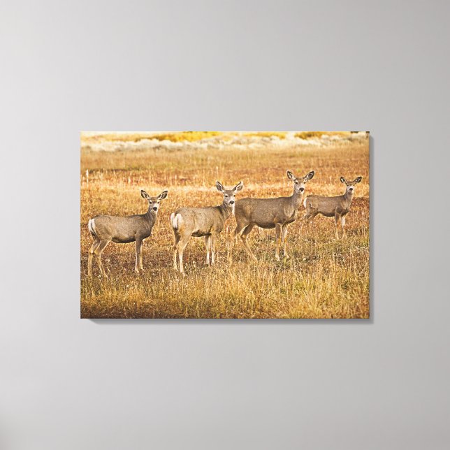 Hirsche (Odocoileus hemionus) verlassen Leinwanddruck (Vorderseite)