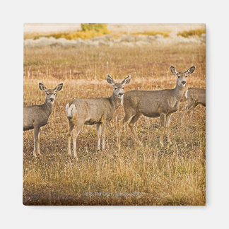 Hirsche (Odocoileus hemionus) verlassen Magnet