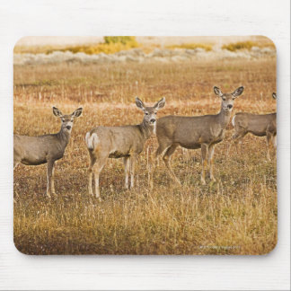 Hirsche (Odocoileus hemionus) verlassen Mousepad