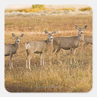 Hirsche (Odocoileus hemionus) verlassen Quadratischer Aufkleber