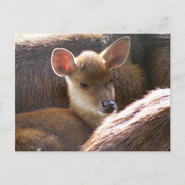 Hirsche Postkarte (Vorderseite)