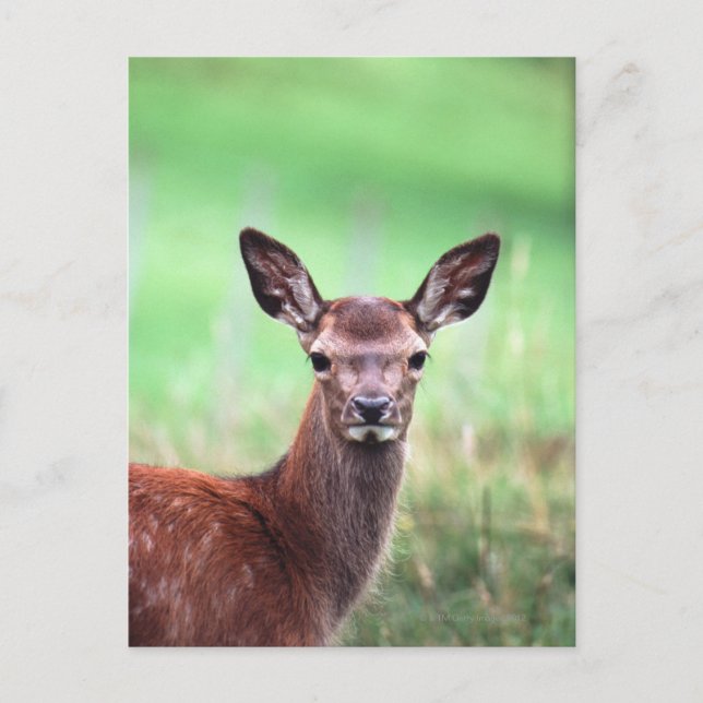Hirsche Postkarte (Vorderseite)