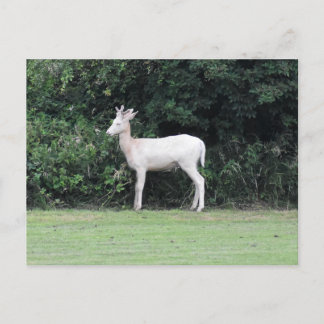 Hirsche Postkarte