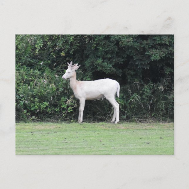 Hirsche Postkarte (Vorderseite)