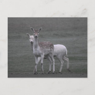 Hirsche Postkarte