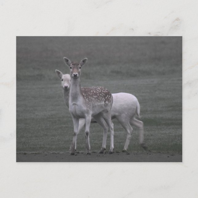 Hirsche Postkarte (Vorderseite)