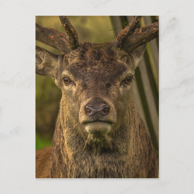 Hirsche Postkarte (Vorderseite)