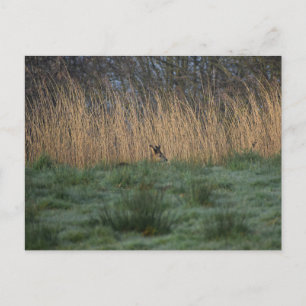 Hirsche postkarte