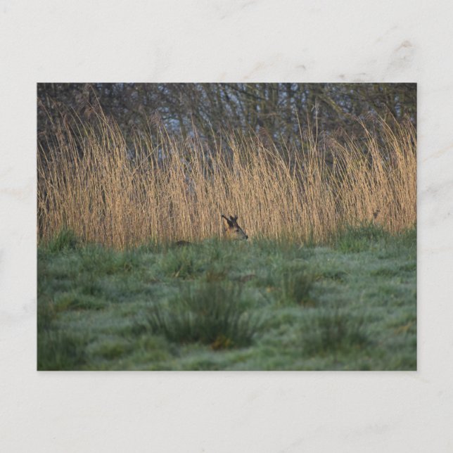 Hirsche  postkarte (Vorderseite)