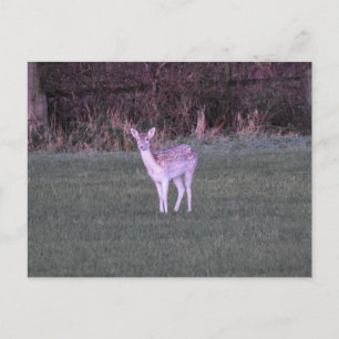 Hirsche Postkarte