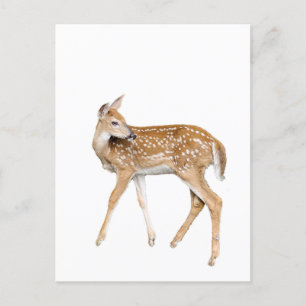 Hirsche Postkarte
