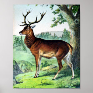 Hirsche und Rentiere Poster