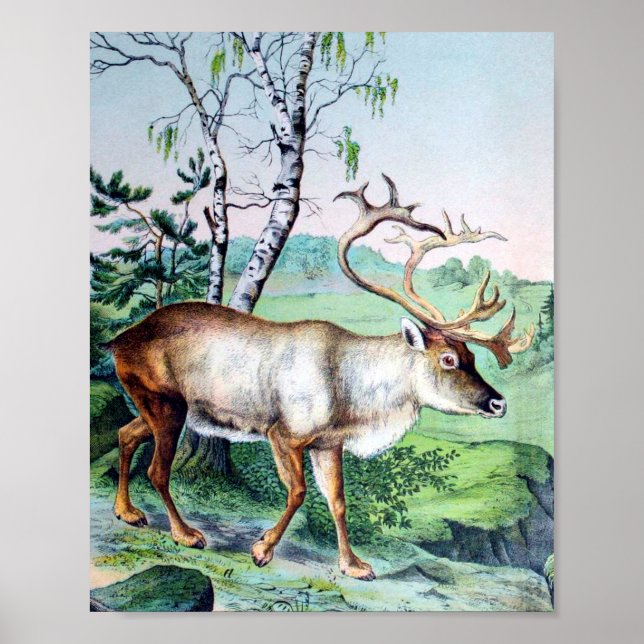Hirsche und Rentiere Poster (Vorne)