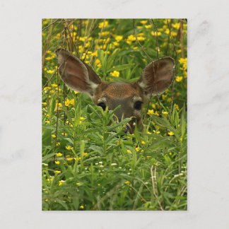 Hirsche unter Wildblumen Postkarte