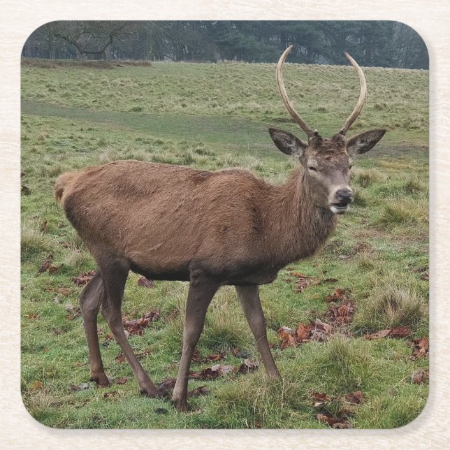 Hirsche Untersetzer (Vorderseite)