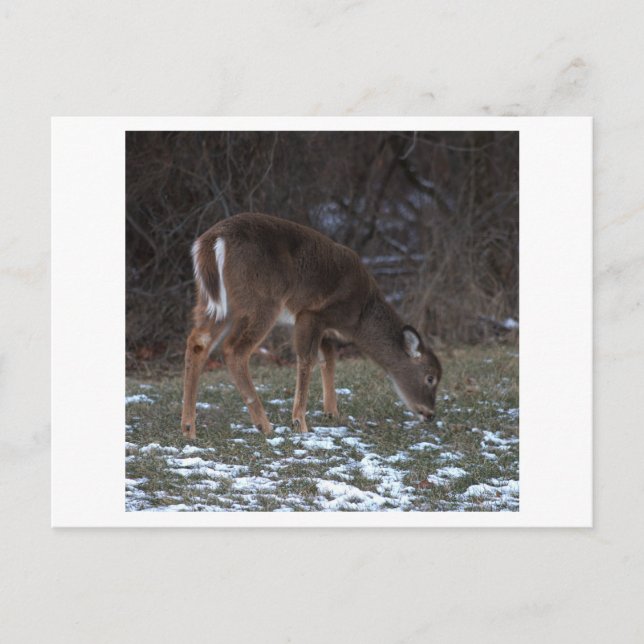 Hirsche während der Winterpostkarte Postkarte (Vorderseite)