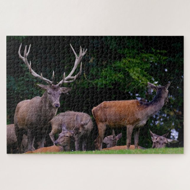 Hirsche Wild Buck Nature Herde Antler Deer Puzzle (Horizontal)